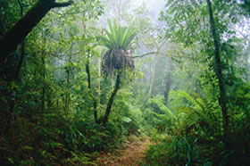 Lamington National Park And OReillys - Darwin Holiday 0