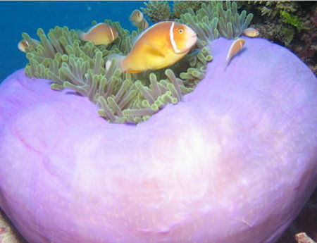 Silver Swift - Darwin Holiday 1