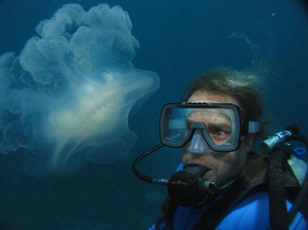 Silver Swift - Darwin Holiday 2