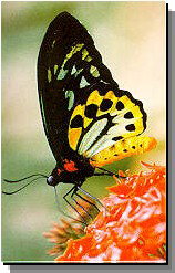 Daintree Rainforest River Trains - Darwin Holiday 2