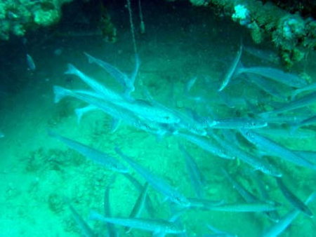 Underwater Sports Diving Centre - Darwin Holiday 1