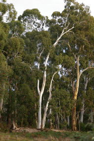 Heysen - The Cedars - Darwin Holiday 2