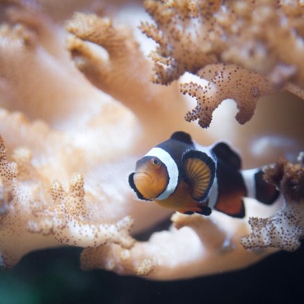 Melbourne Aquarium - Darwin Holiday 2