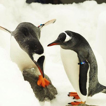 Melbourne Aquarium - Darwin Holiday 3