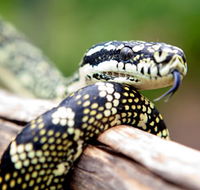 Reptile Encounters - Darwin Holiday