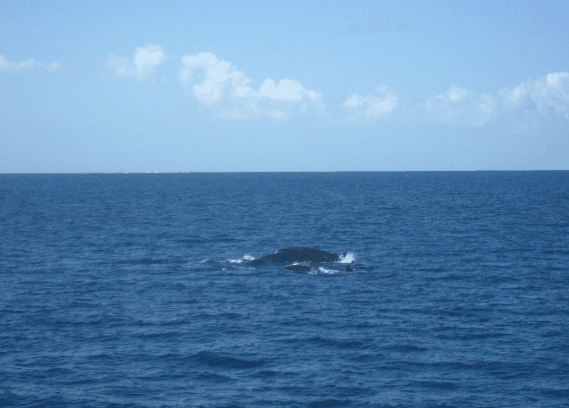 Carlo Fishing Charters - Darwin Holiday 1