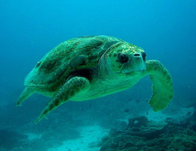 Snorkel Safari Brisbane - Darwin Holiday 4