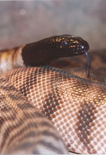 Armadale Reptile & Wildlife Centre - Darwin Holiday 4