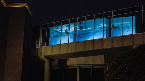 Kingston Arts - Darwin Holiday 8