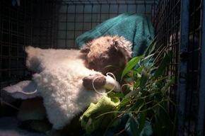 Jirrahlinga Koala & Wildlife Sanctuary - Darwin Holiday 3