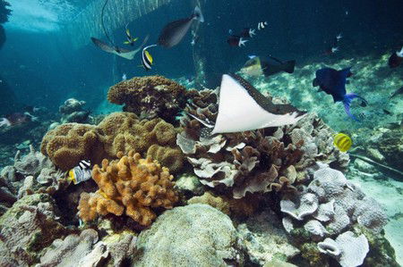 Reef HQ Great Barrier Reef Aquarium - Darwin Holiday 3