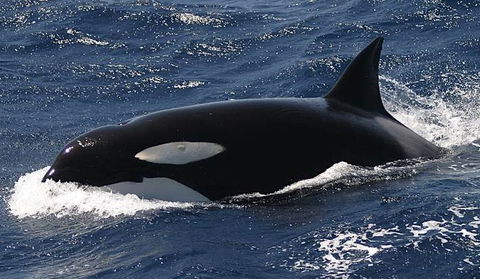 Spirit Of Gold Coast Whale Watching - Darwin Holiday 2