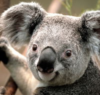 Potoroo Palace - Darwin Holiday