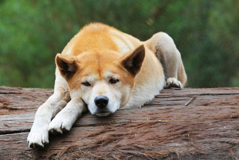 Potoroo Palace - Darwin Holiday 1