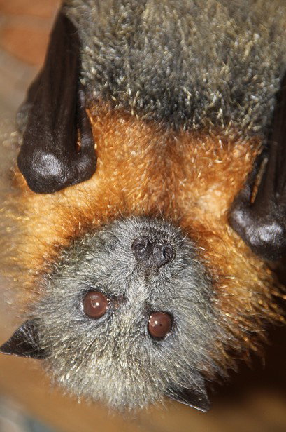 Potoroo Palace - Darwin Holiday 2