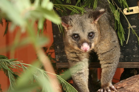 Potoroo Palace - Darwin Holiday 3