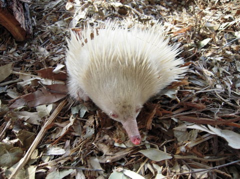 Potoroo Palace - Darwin Holiday 4