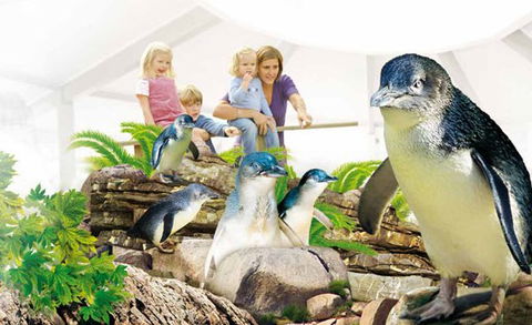 Manly SEA LIFE Sanctuary - Darwin Holiday 1