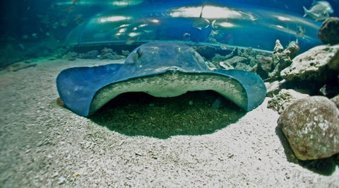 Manly SEA LIFE Sanctuary - Darwin Holiday 3