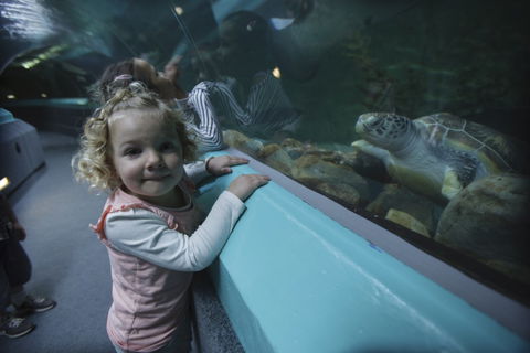 Manly SEA LIFE Sanctuary - Darwin Holiday 4