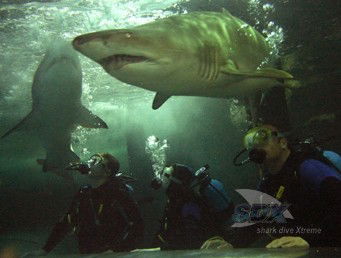 Manly SEA LIFE Sanctuary - Darwin Holiday 5