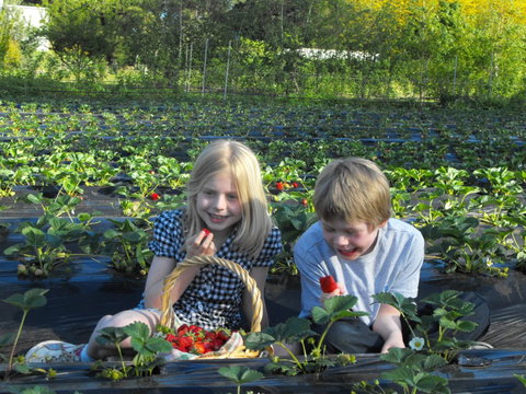 Blue Hills Berries & Cherries - Darwin Holiday 0