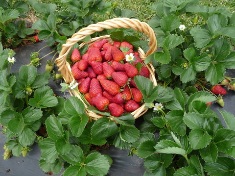 Blue Hills Berries & Cherries - Darwin Holiday 3