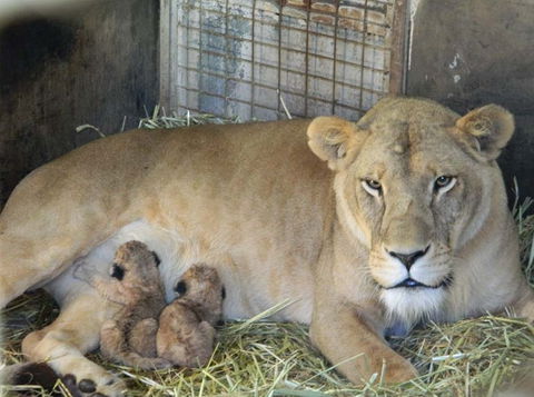 Darling Downs Zoo - Darwin Holiday 2