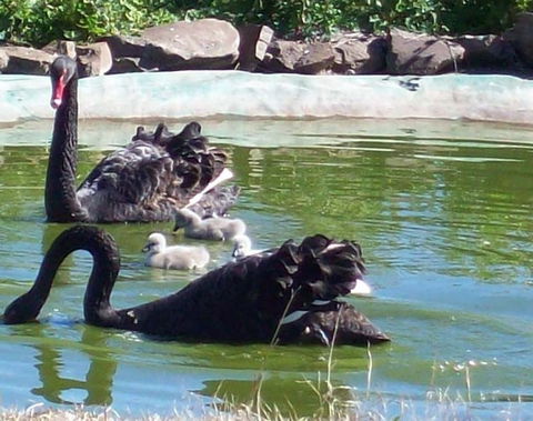 Darling Downs Zoo - Darwin Holiday 3