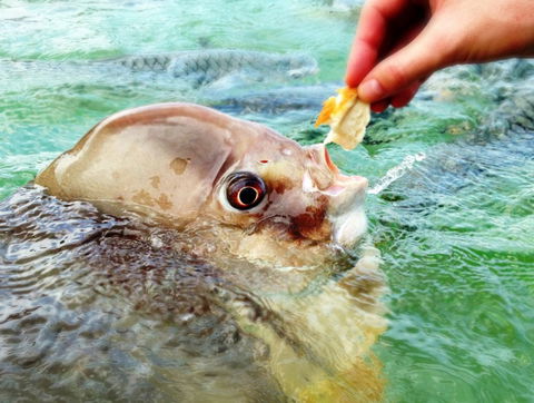 Aquascene Fish Feeding Sanctuary - Darwin Holiday 1