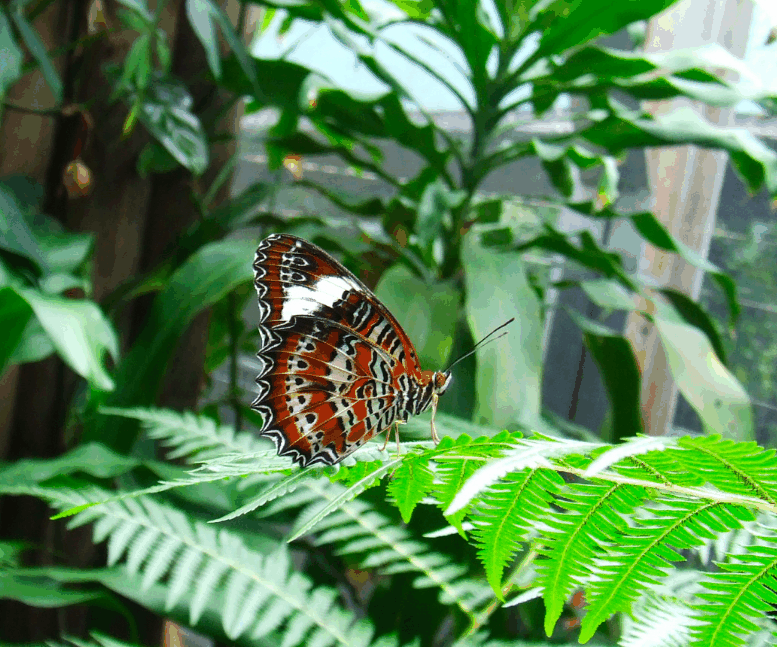 Australian Butterfly Sanctuary - Darwin Holiday 1