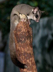 Currumbin Wildlife Sanctuary - Darwin Holiday 3