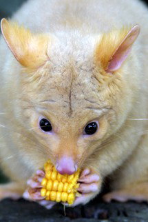 Currumbin Wildlife Sanctuary - Darwin Holiday 4