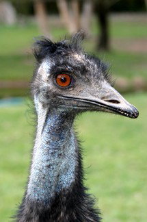 Currumbin Wildlife Sanctuary - Darwin Holiday 5