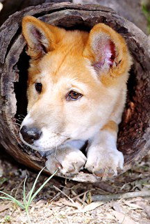 Currumbin Wildlife Sanctuary - Darwin Holiday 6