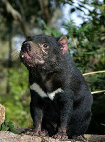 Currumbin Wildlife Sanctuary - Darwin Holiday 7