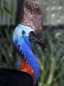 Currumbin Wildlife Sanctuary - Darwin Holiday 8