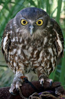 Currumbin Wildlife Sanctuary - Darwin Holiday 9