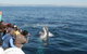Australian Whale Watching - thumb 7