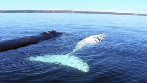 Australian Whale Watching - Darwin Holiday 9