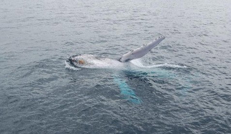 Australian Whale Watching - Darwin Holiday 10