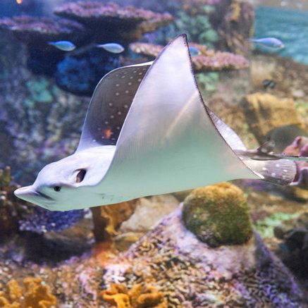 Melbourne Aquarium - Darwin Holiday 4