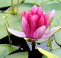 The Lotus Day Spa and Retreat - Darwin Holiday