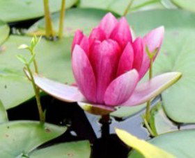 The Lotus Day Spa And Retreat - Darwin Holiday 0