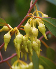 Mount Short Scenic Drive - Darwin Holiday 0