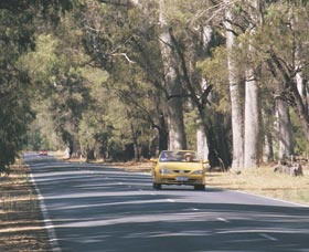 Ludlow Tuart Forest - Darwin Holiday 0
