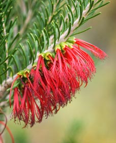 Ethel Daw Scenic Drive - Darwin Holiday 0