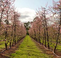 Raeburn Orchards - Darwin Holiday