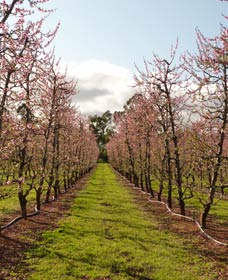 Raeburn Orchards - Darwin Holiday 0