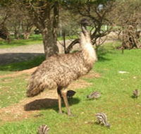 Minlaton Fauna Park - Darwin Holiday